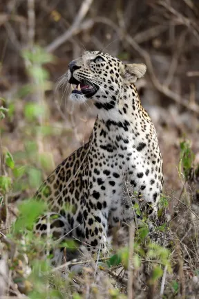 This trip was part of Nikon Workshop. It was one night 2 safaris in the month of March, when jungle was quite dry. The hope was to spot some tigers, we became very lucky to spot a leopard cub in close proximity.