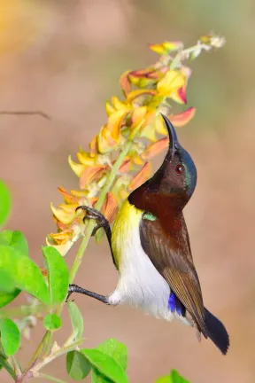 Birds of Hoskote Bangalore