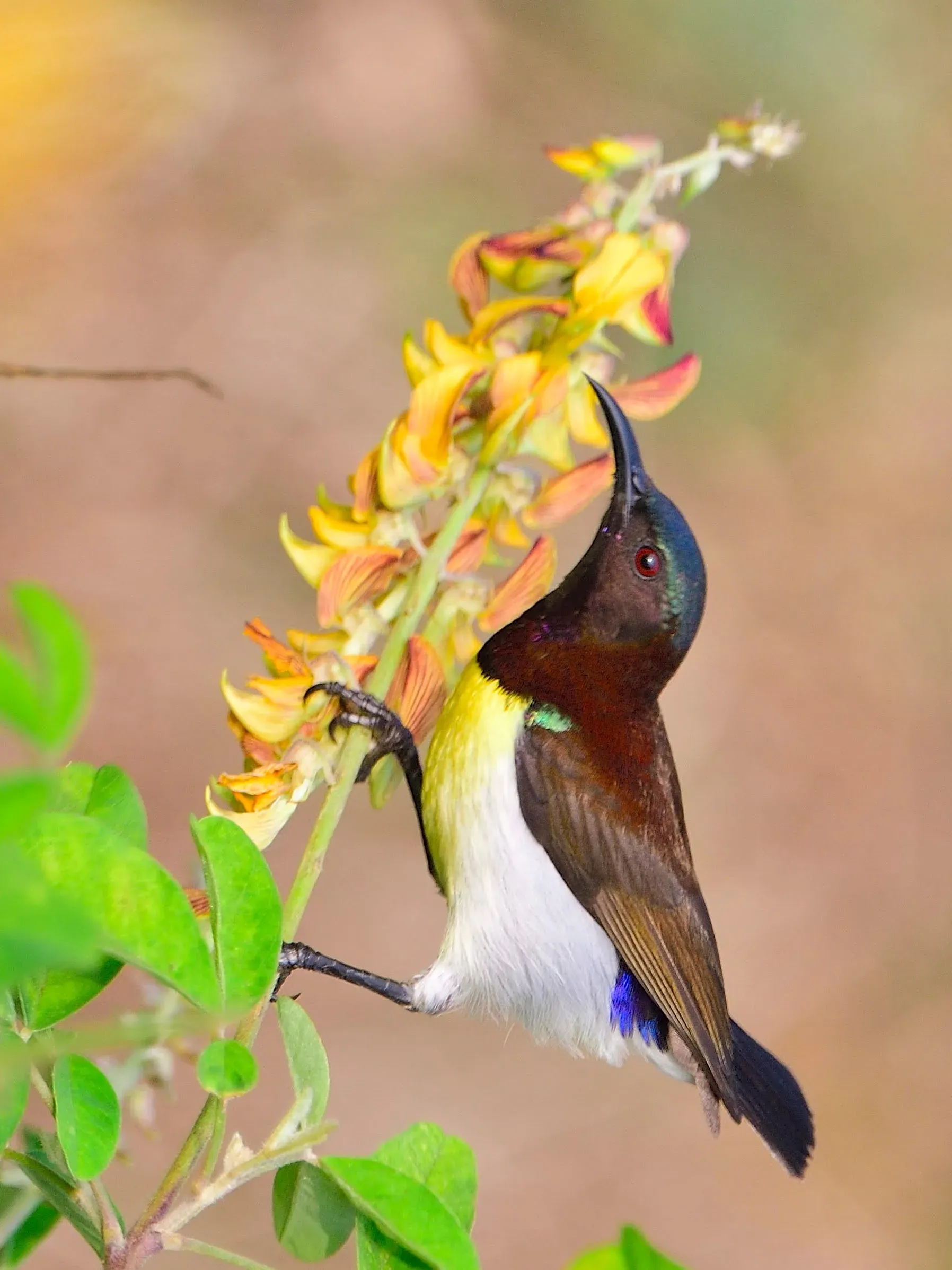 Birds of Hoskote Bangalore
