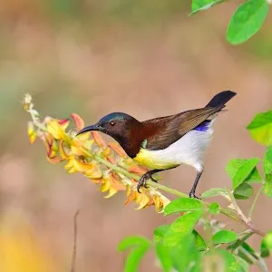 Birds of Hoskote Bangalore