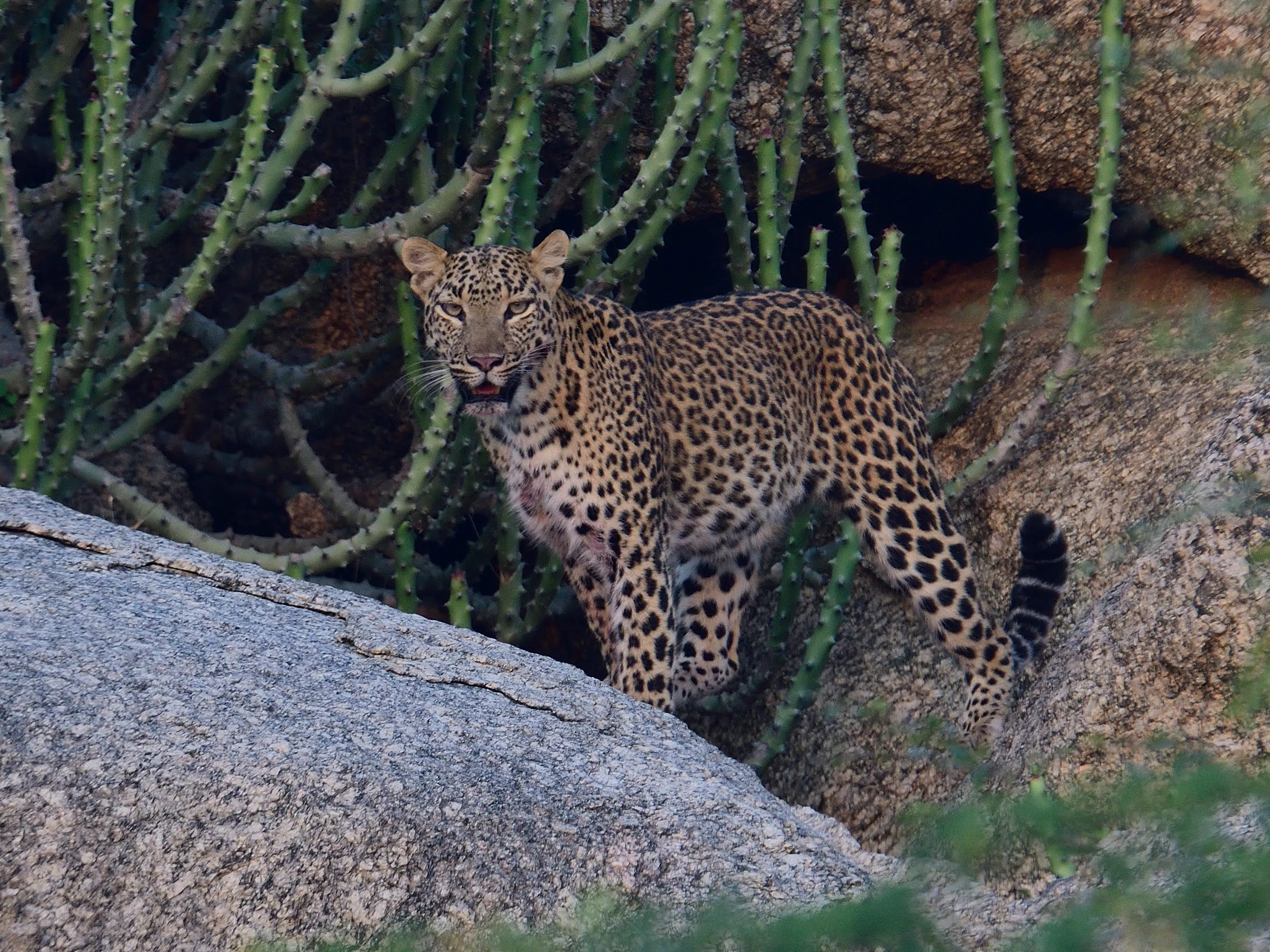 Leopard of Bera Jawai