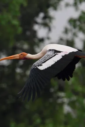 This was a short trip to Coorg, on the way visited Kokkarebellur from Kannada translates to 'hamlet of the storks' in English. This 300-year-old village is situated in Maddur taluk of Mandya district.