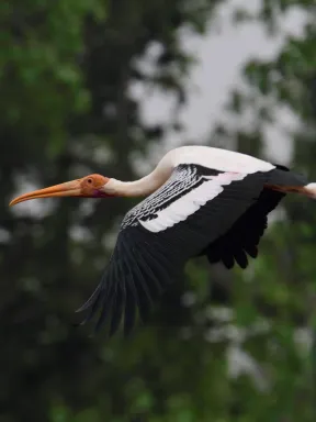 This was a short trip to Coorg, on the way visited Kokkarebellur from Kannada translates to 'hamlet of the storks' in English. This 300-year-old village is situated in Maddur taluk of Mandya district.