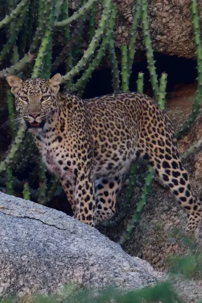 The key attraction was trip was Jawai (Bera) known as the Leopard country. It is not a forest that is managed by Government. After Jawai visited Ranakpur Jain Temple & Kumbhalgarh Wildlife Sanctuary. They are part of the same mountain range. The icing of this trip was seeing Leucistic Common Kingfisher at Udaipur.