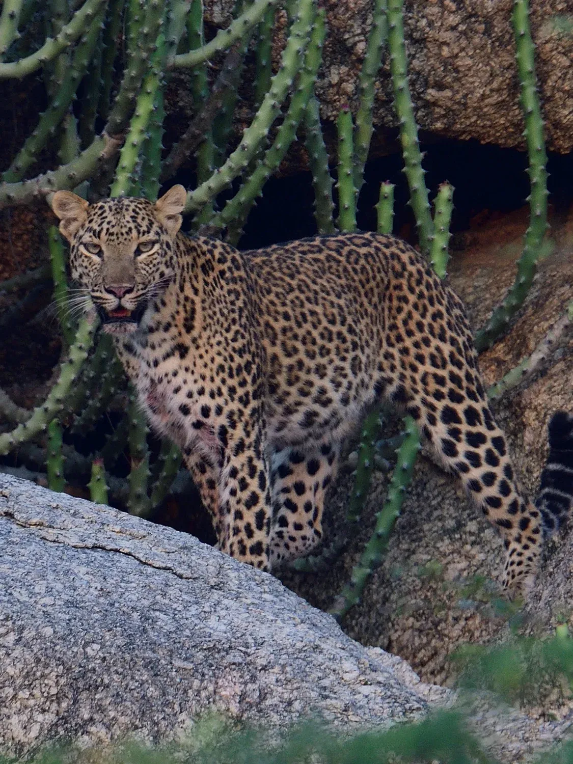 2021 October Udaipur