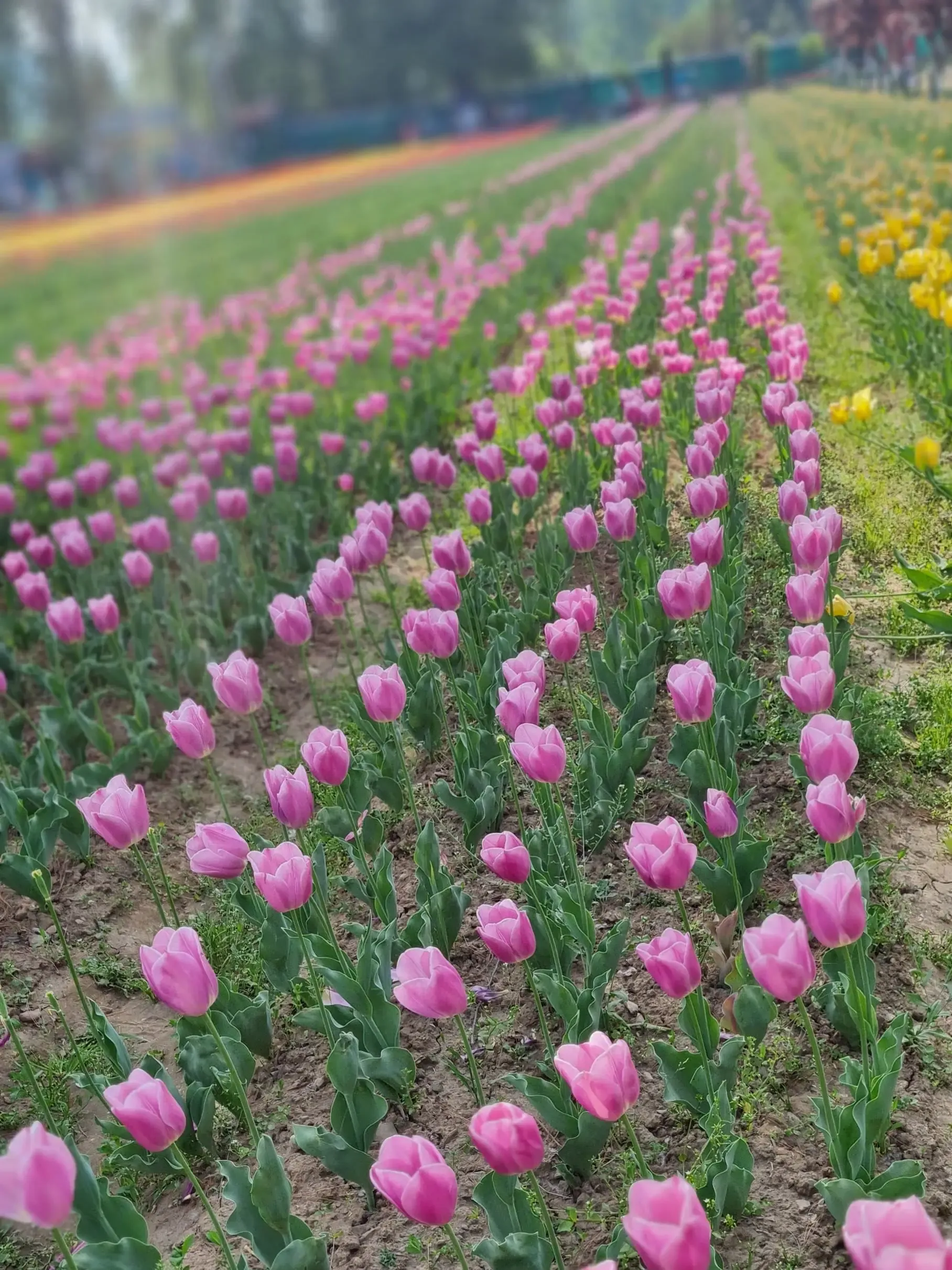 2022 April Kashmir 1