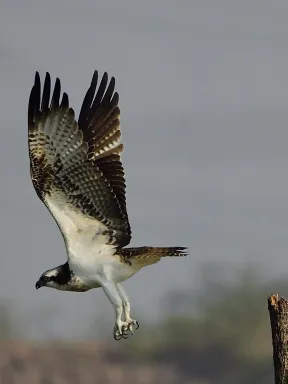 The highlight was Osprey and Purple Heron along with other birds around Durg and Bhilai