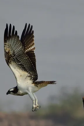 The highlight was Osprey and Purple Heron along with other birds around Durg and Bhilai