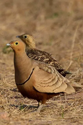 2022 Hampi Birds (1/2)