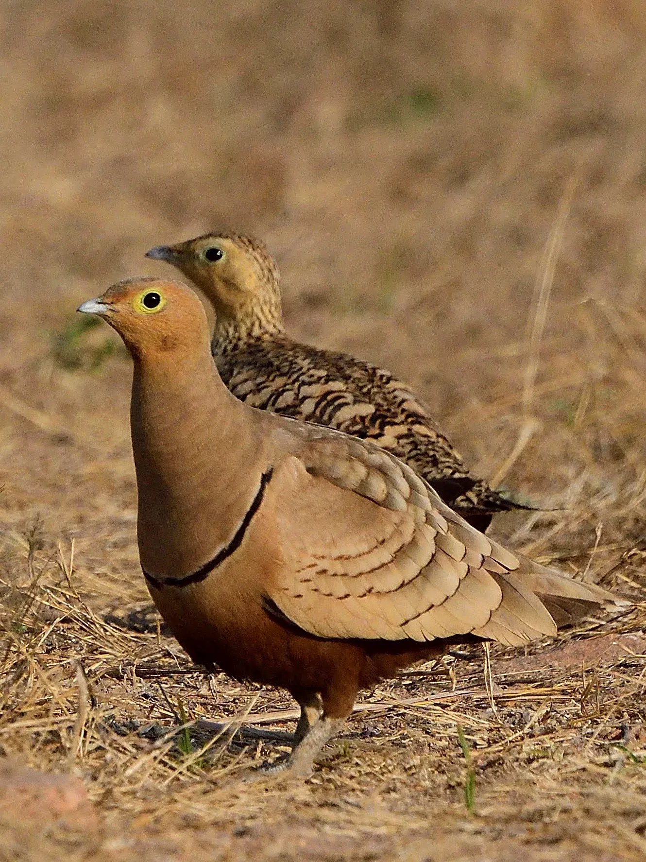 2022 Hampi Birds (1/2)