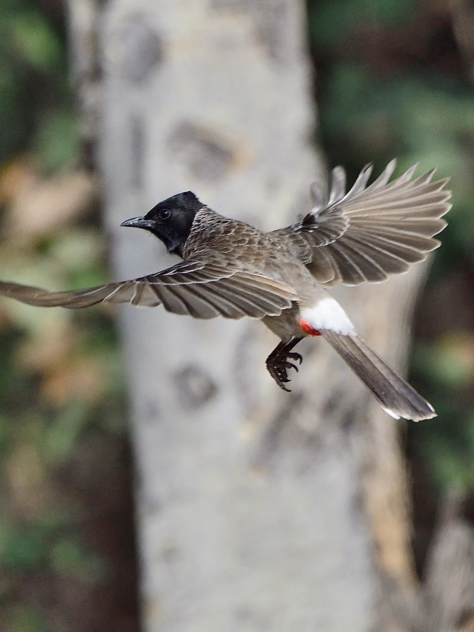 2022 Hampi Birds (2/2)