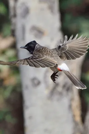 2022 Hampi Birds (2/2)