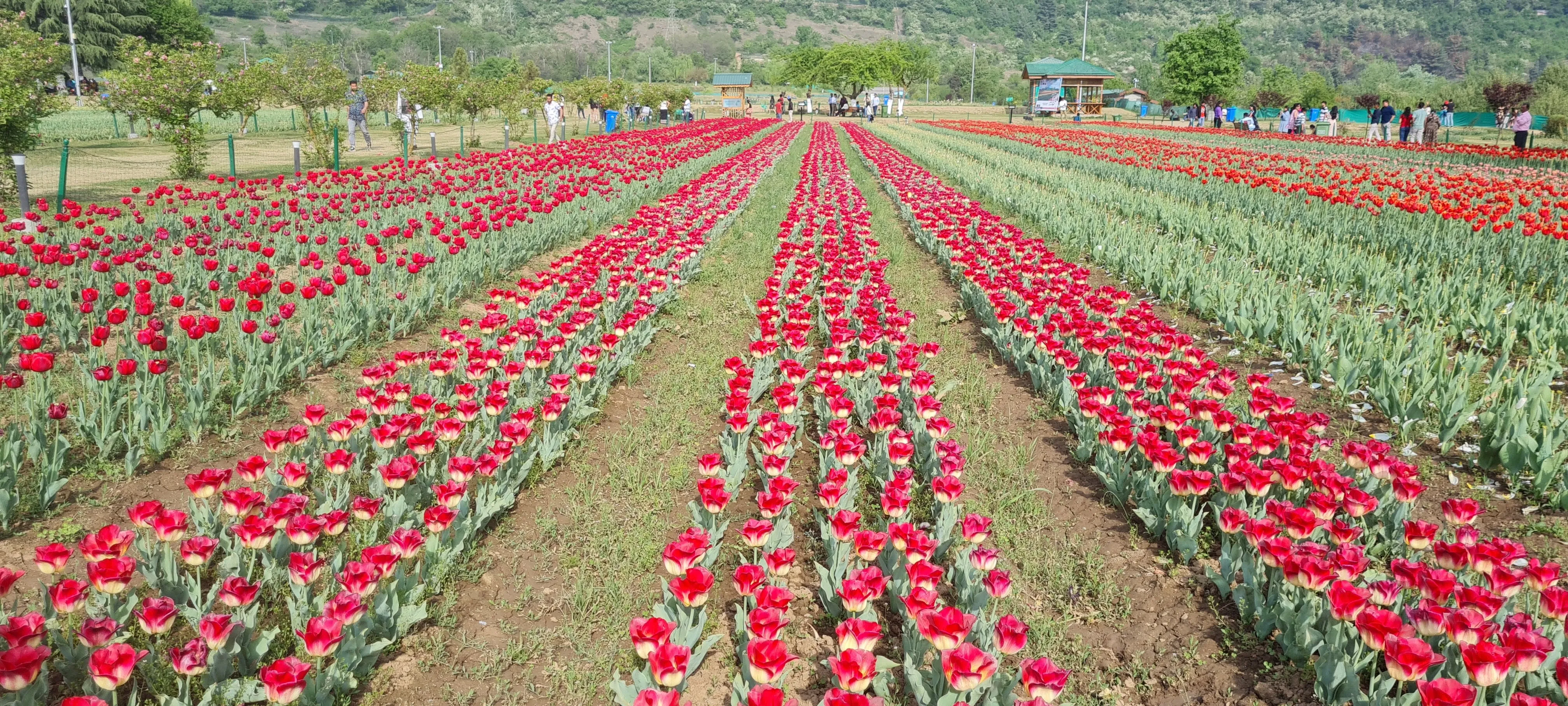 Tulip Garden of Kashmir
