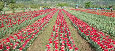 Tulip Garden of Kashmir