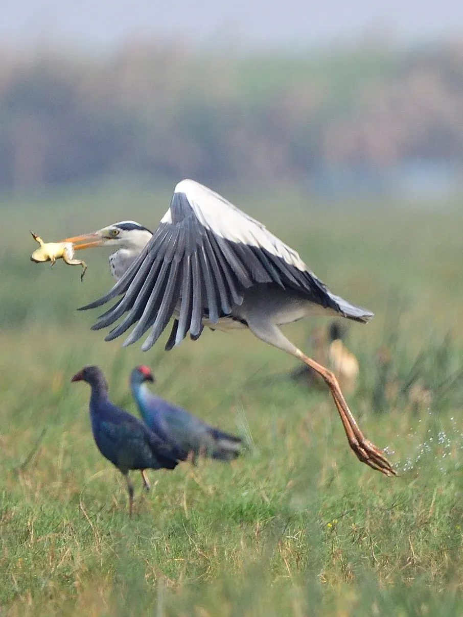 2022 Mangaljodi Birds (1/2)