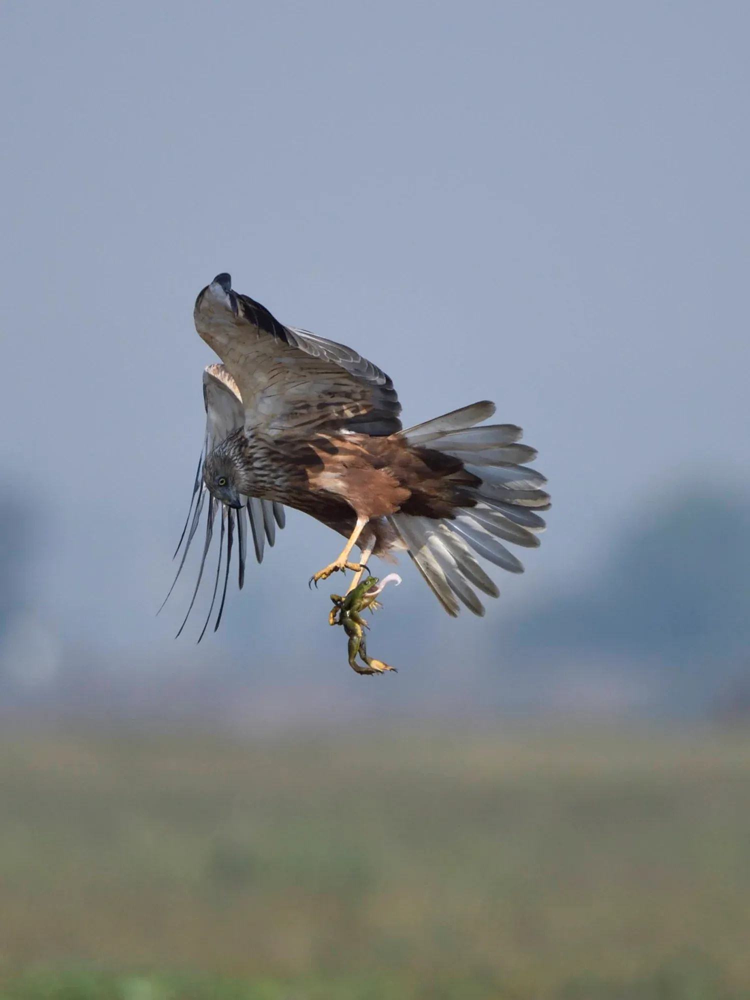 2022 Mangaljodi Birds (2/2)