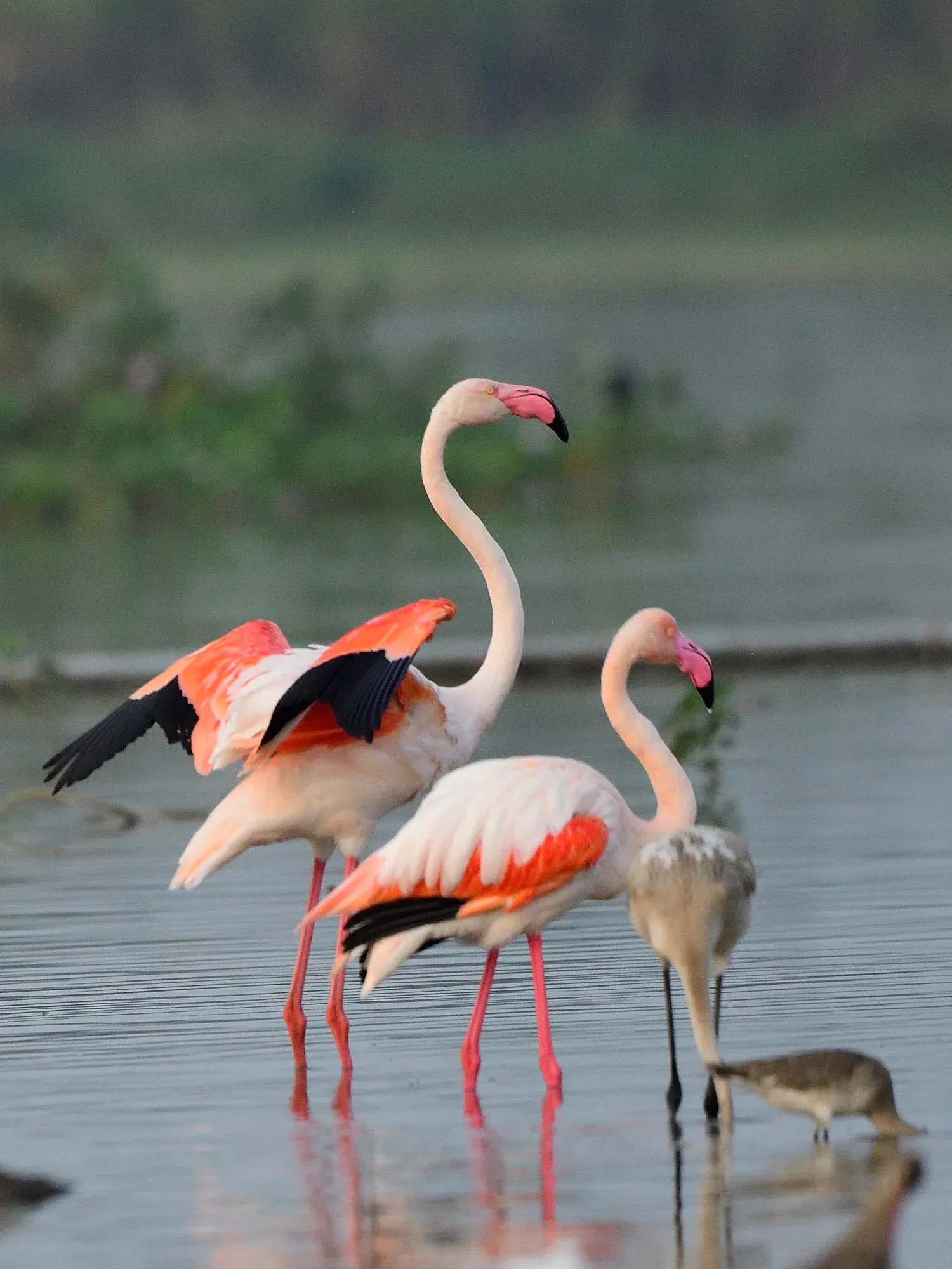 2023 Bhigwan Water Birds