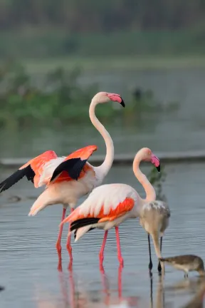 Birds from boat around Bhigwan