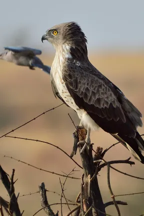 A birders paradise around Bhigwan from water birds to dry grass raptors & owl