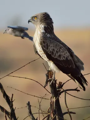 A birders paradise around Bhigwan from water birds to dry grass raptors & owl
