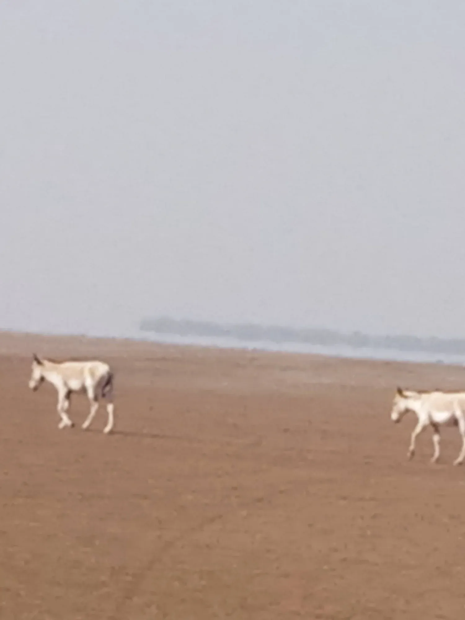 Little Rann of kutch
