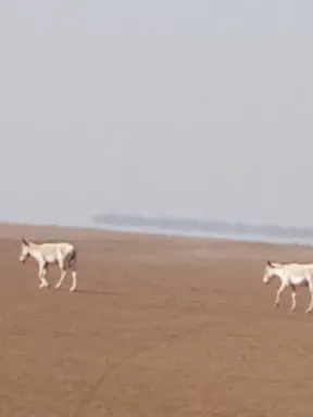 Little Rann of kutch