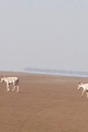 Little Rann of kutch