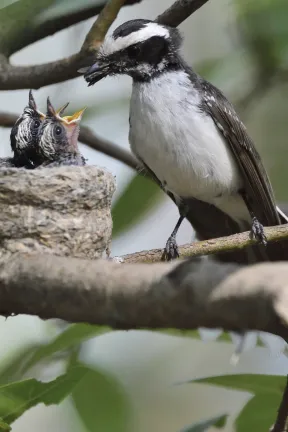 Around Durg, White Browed Fantail with chick was unique experience