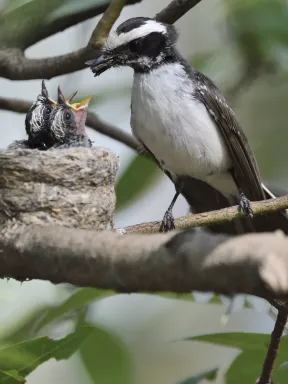 Around Durg, White Browed Fantail with chick was unique experience