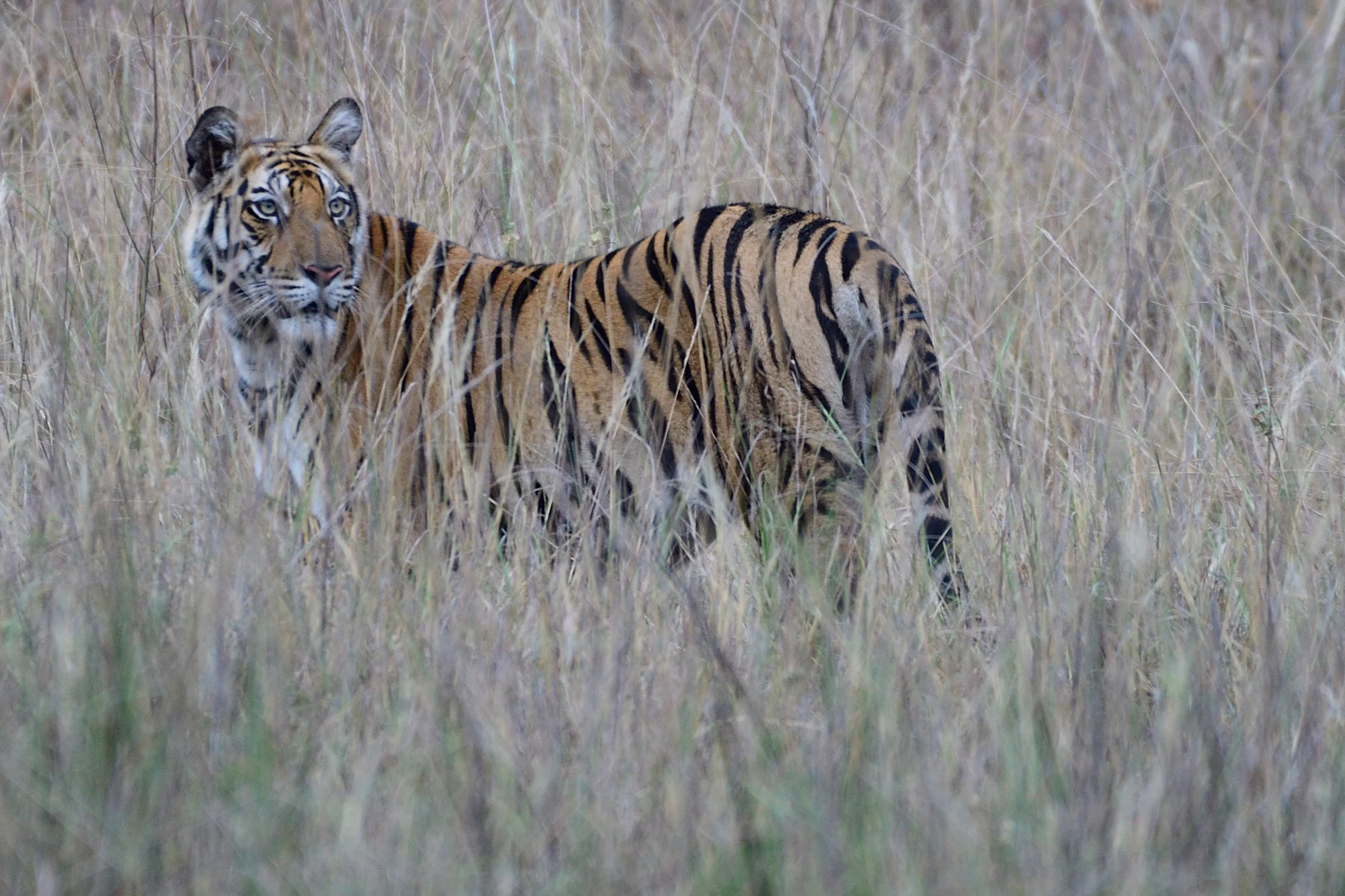 Tiger Bandhavgarh
