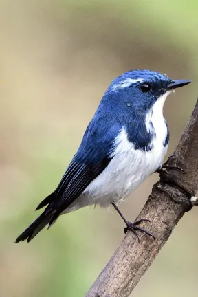 Sinhagad Valley, Mangoan for the Great Horn Bill and hide for some small birds