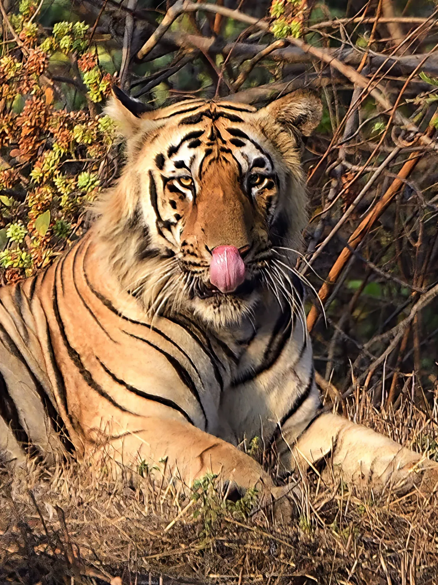 2023 Tadoba