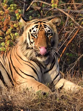 Tadoba means tiger, we did sighted lots of birds as well