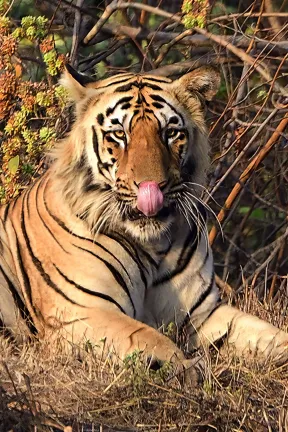 Tadoba means tiger, we did sighted lots of birds as well