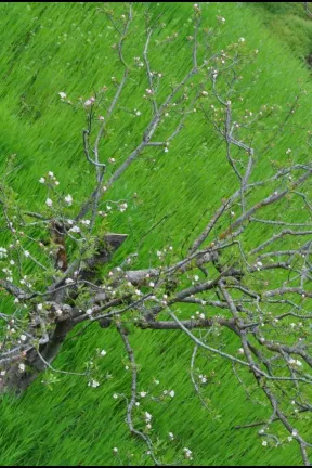 apple blossom