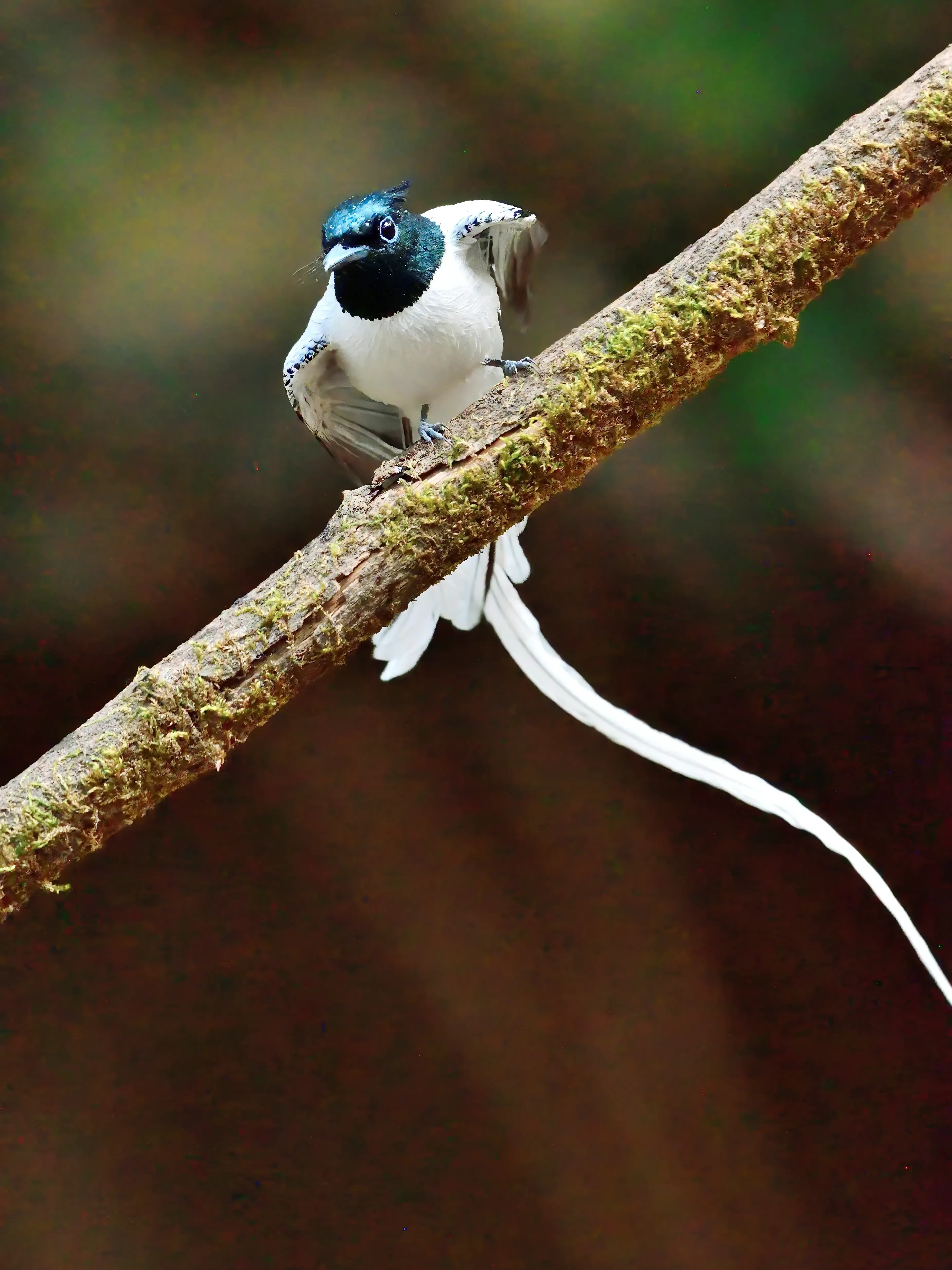 Indian Paradise Flycatcher