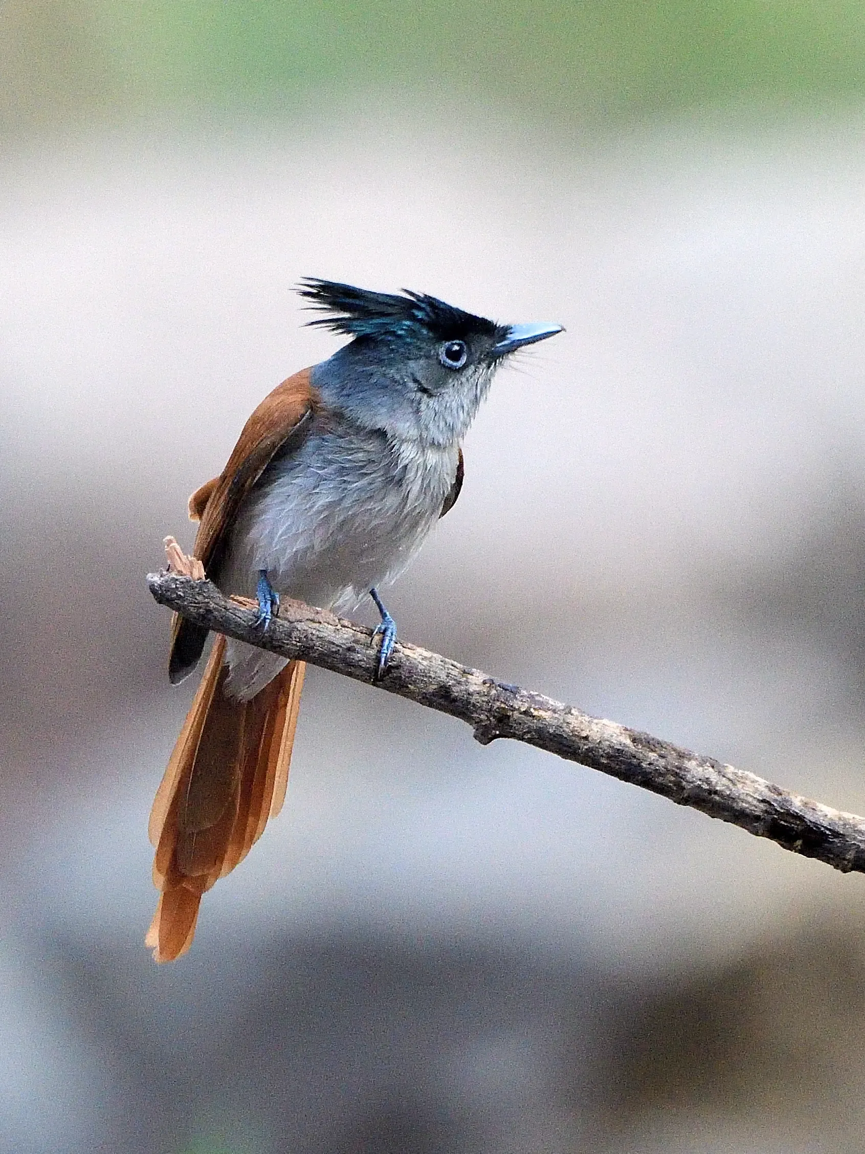 Indian Paradise Flycatcher
