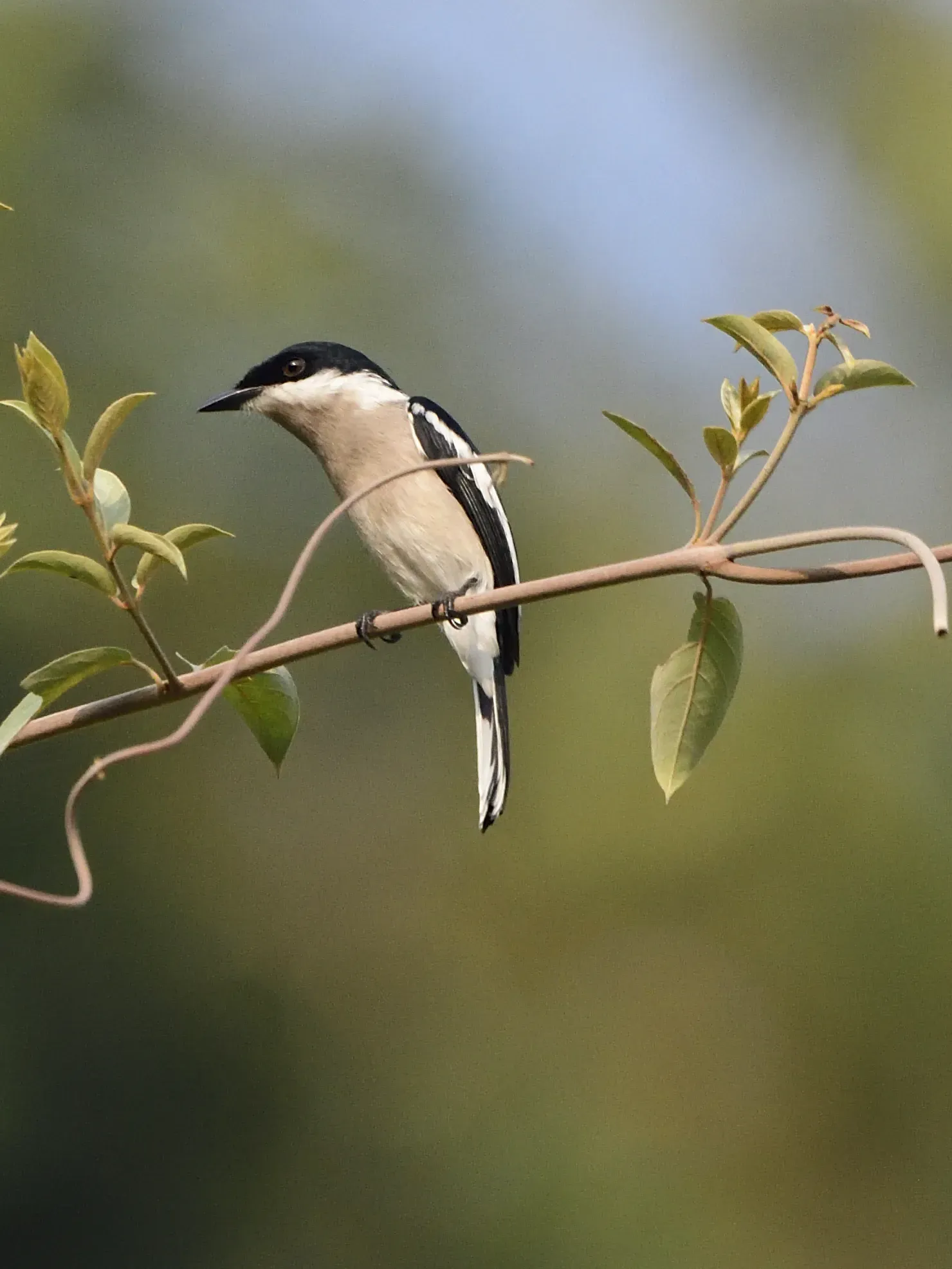 BarWinged Flycatcher-Shrike