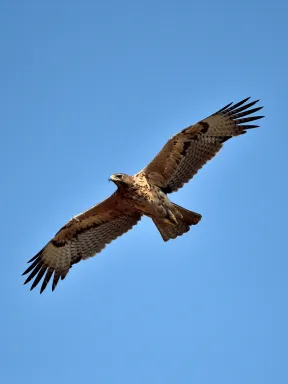 Bonelli's Eagle