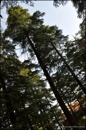 deodar trees
