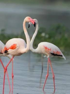 Greater Flamingo