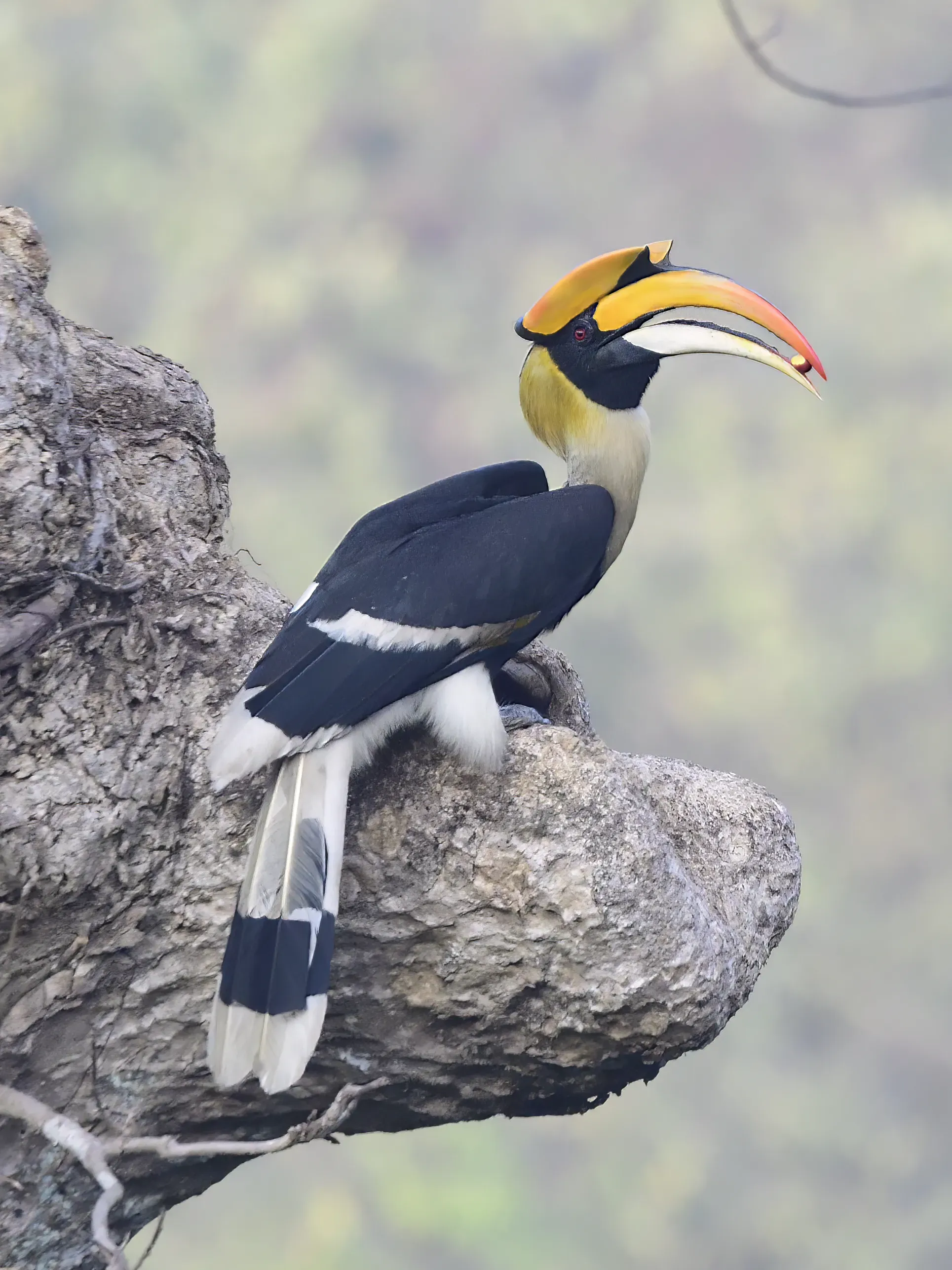 Great Hornbill