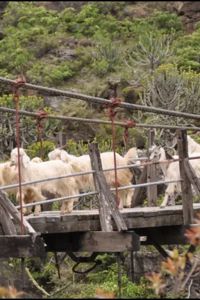 herd of sheep