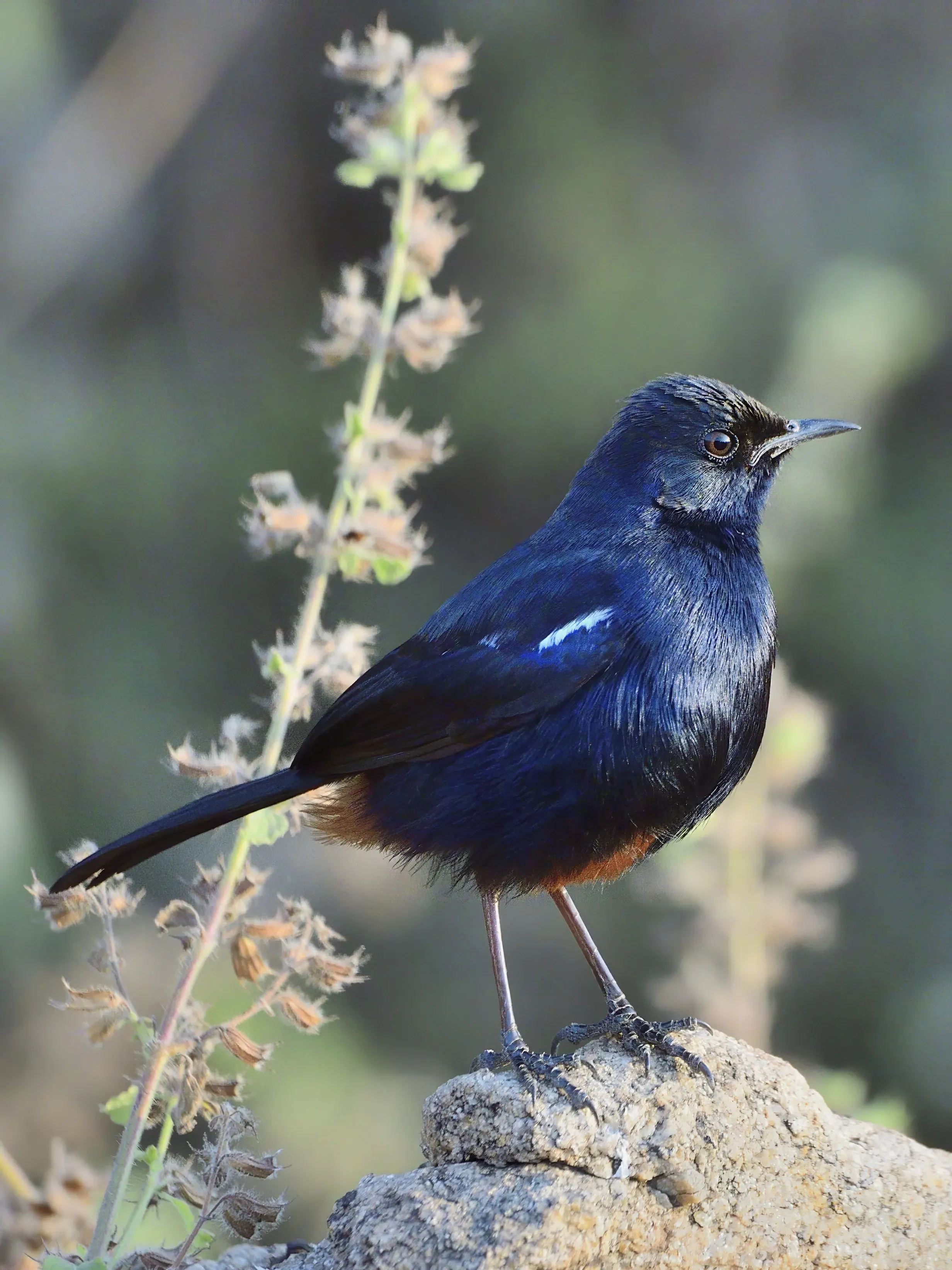Indian Robin