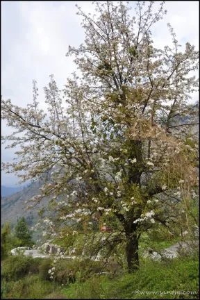 just a tree with spring blossom