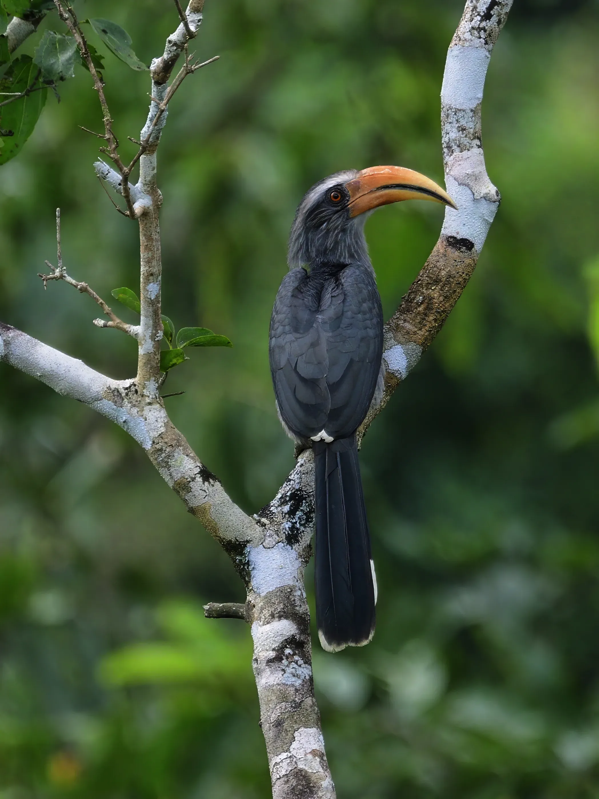 Malabar Hornbill