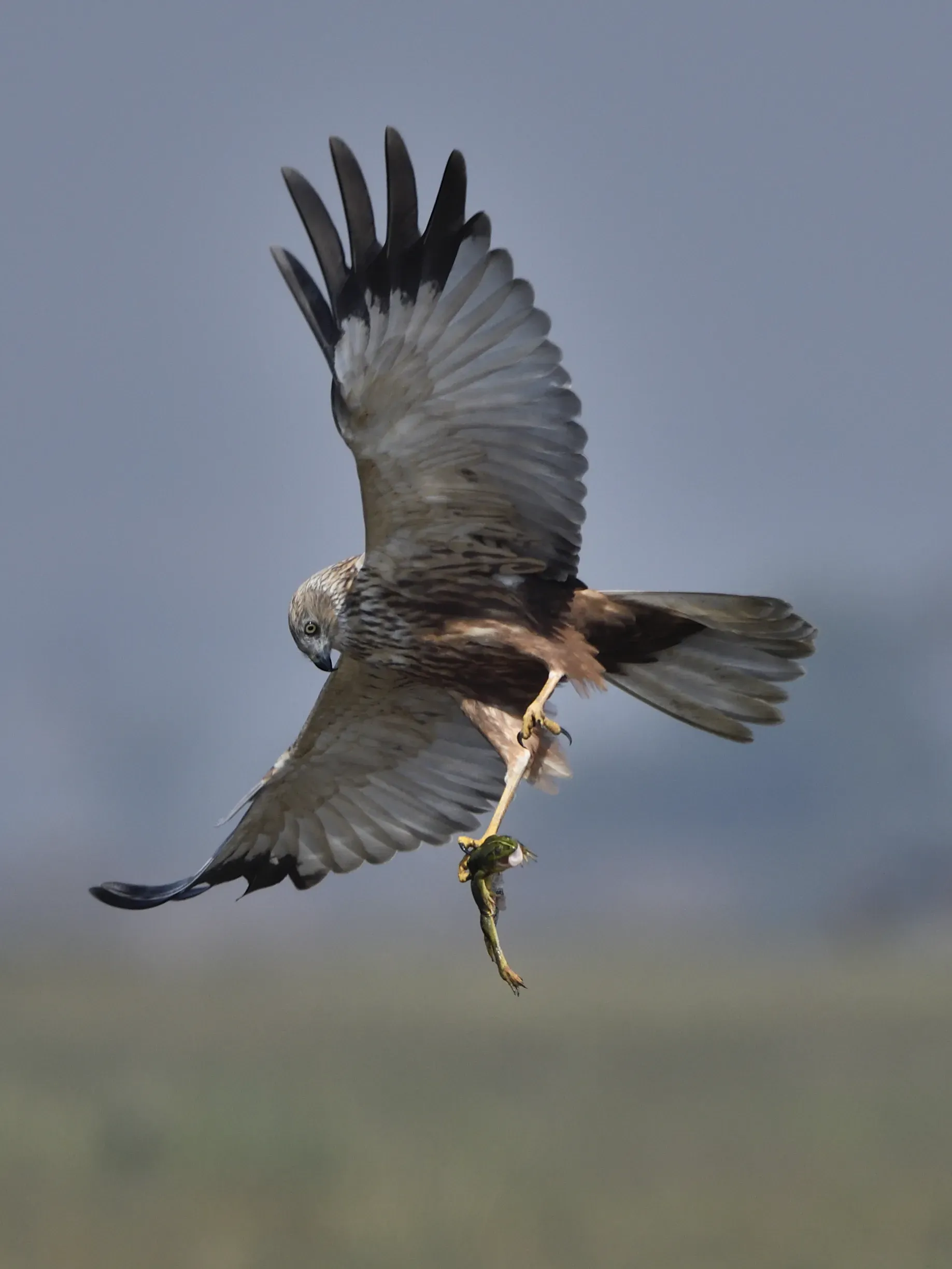 Marsh Harrier