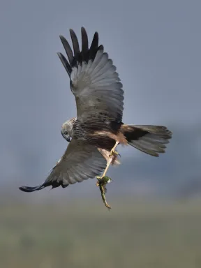 Marsh Harrier