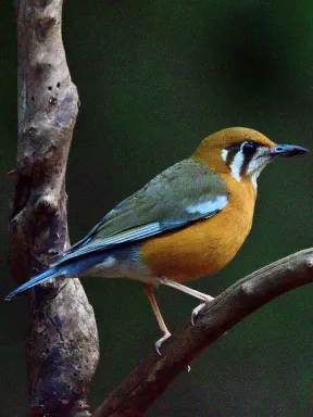 Orange-Headed Thrush