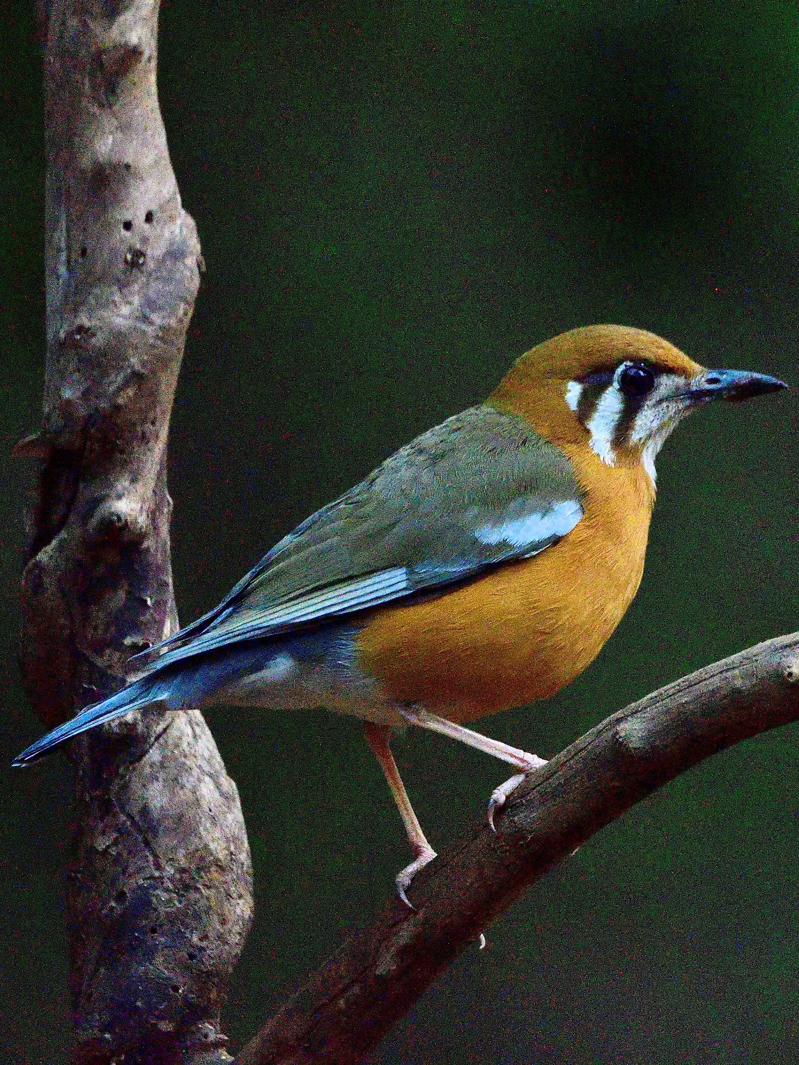 Orange-Headed Thrush